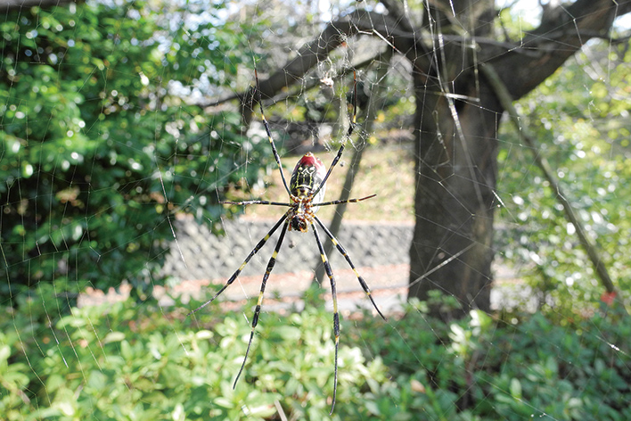 昆虫採集