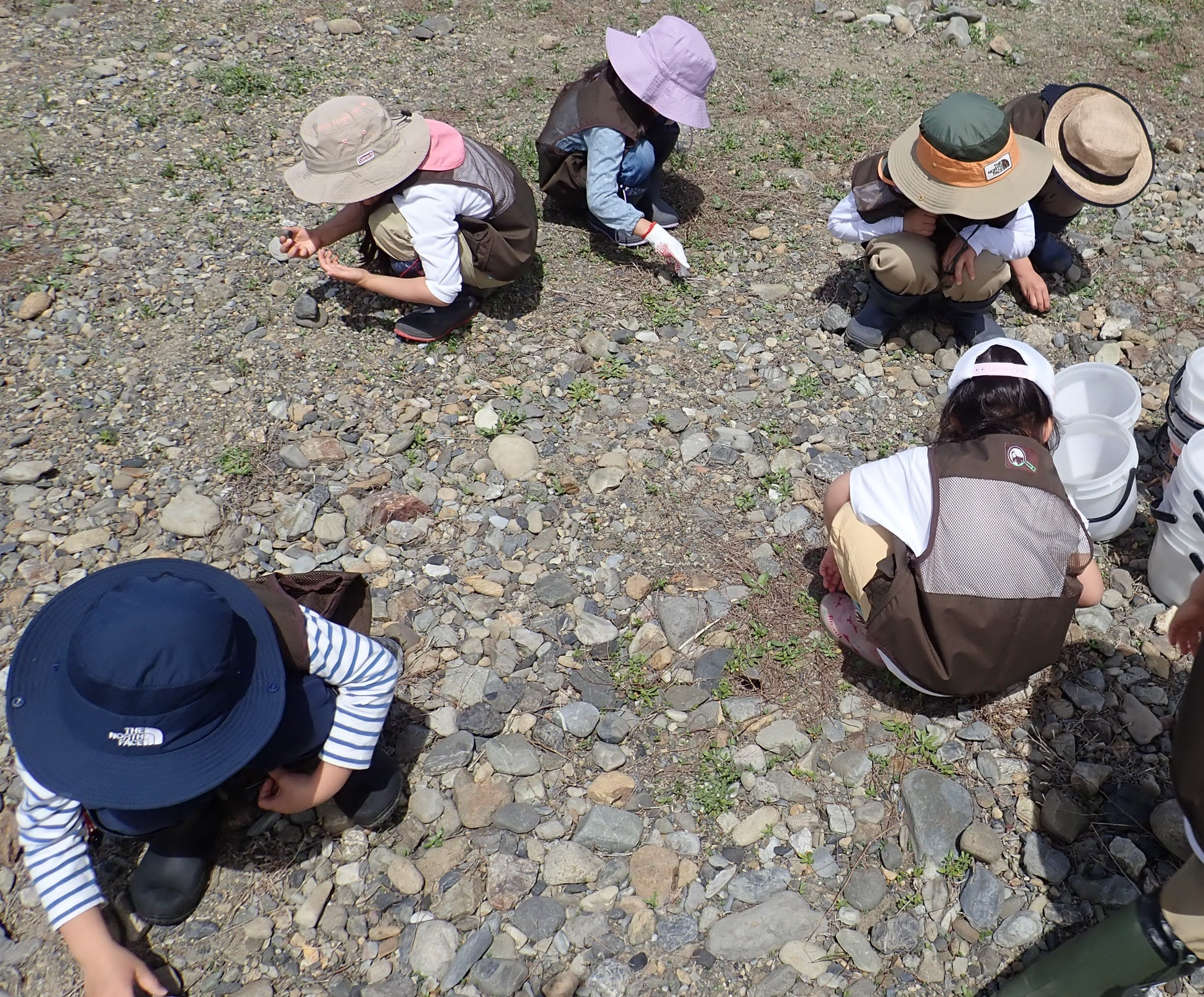 河原の石を調べる、標本にする