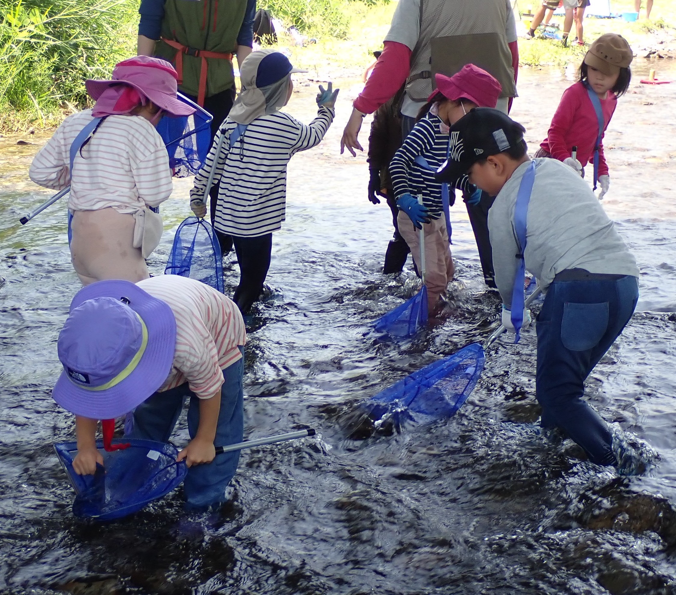 水生昆虫を調べる