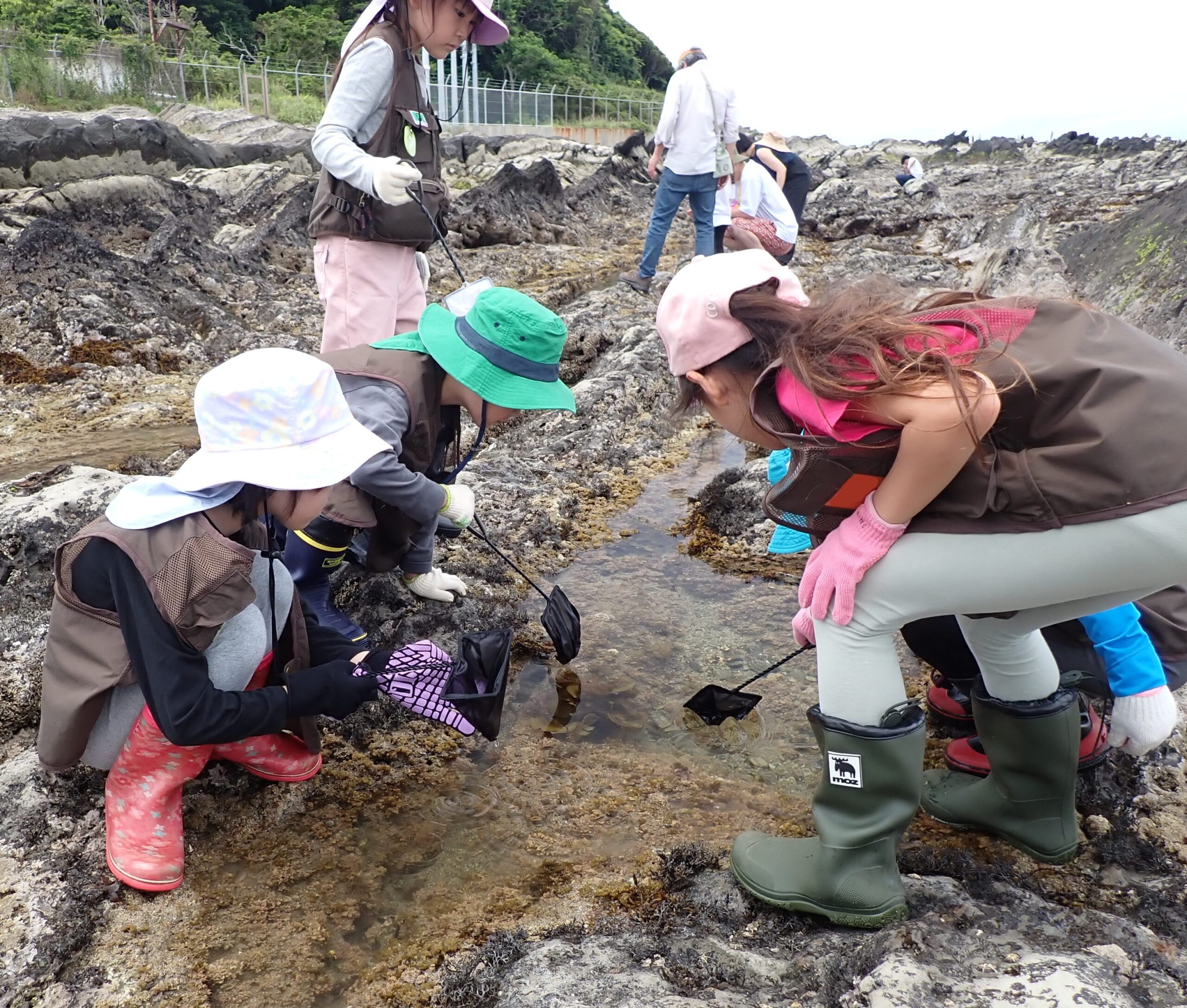 甲殻類研究・エビとカニの関係